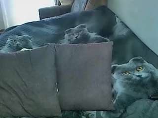sex2 webcam