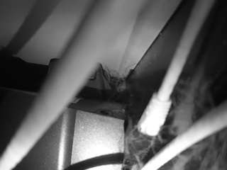 Hd, Voyeur, Sexwebcam, Pov, No drinking, Hidden cam, Hidden, Flashing, Flas..., Hamster Live Web Cam 0
