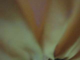 The Horny Hostel - Bedroom 2