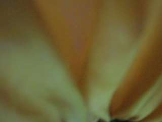 voyeurcam-hornyh... Live Webcam on CamSoda