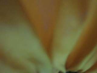 voyeurcam-hornyh... Live Webcam on CamSoda