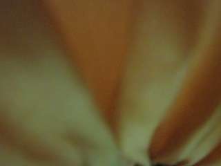 The Horny Hostel - Bedroom 2