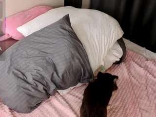ToriCat