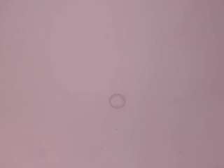 nicole-miler live webcam show