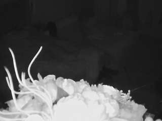voyeurcam house charleys room