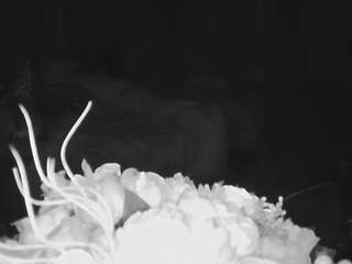 voyeurcam-house-charleys-room camsoda