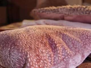 alicee-love Live Webcam on CamSoda