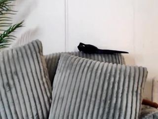 goddesscharliedollie