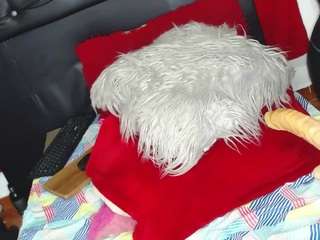 camilastar-89