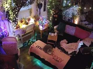 voyeurcam-veccas... Live Webcam on CamSoda