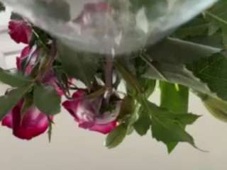 Live webcam model iambaldheadbrittany on Soda Cams