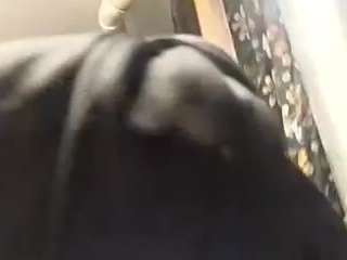 virgovixengal