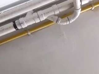 virgovixengal