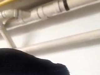 virgovixengal