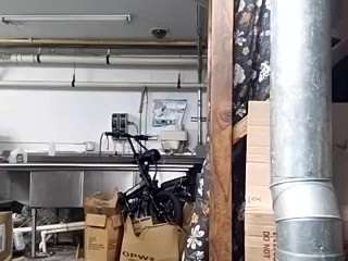 virgovixengal