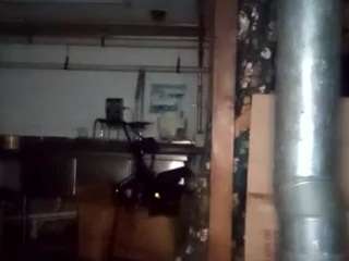 virgovixengal