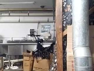 virgovixengal