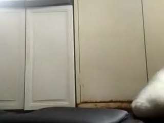 virgovixengal