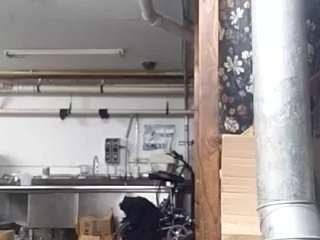 virgovixengal