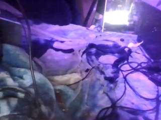 secretsexpert webcam