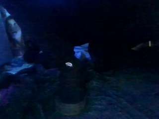 secretsexpert webcam