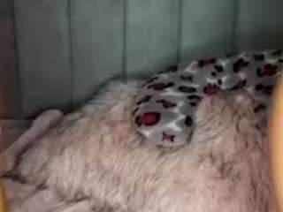 teffy-moon Porn