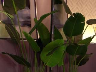 ellediane Live Webcam on CamSoda