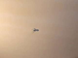 sinthiacollins webcam