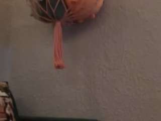 saltykitten