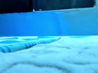 edwardtrans17 live cam preview