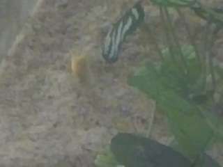 voyeurcam-casa-salsa-kitchen live cam profile