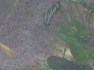 voyeurcam-casa-salsa-kitchen live cam profile