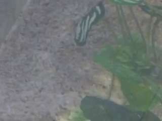 voyeurcam-casa-salsa-kitchen live cam profile