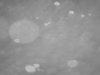 voyeurcam-casa-salsa-pool-1's Info Image
