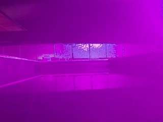 voyeurcam-casa-salsa-pool-1