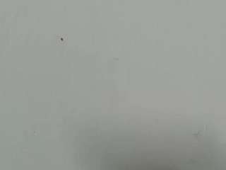lilybenet1