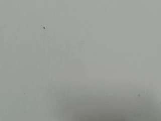 lilybenet1