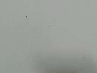 lilybenet1