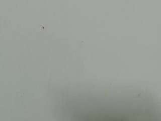 lilybenet1