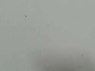 lilybenet1