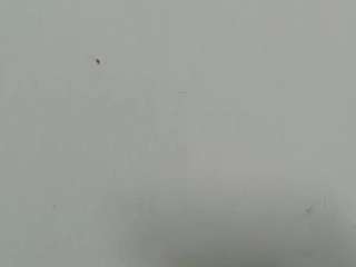 lilybenet1