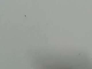 lilybenet1