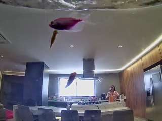 voyeurcam-casa-salsa-fishtank Adult Gay Cam camsoda