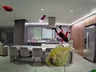 voyeurcam-casa-salsa-fishtank