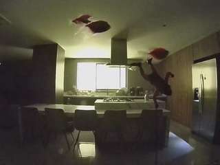 voyeurcam-casa-salsa-fishtank