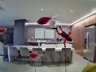 voyeurcam-casa-salsa-fishtank