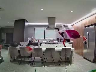 voyeurcam-casa-salsa-fishtank