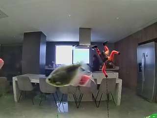 voyeurcam-casa-salsa-fishtank
