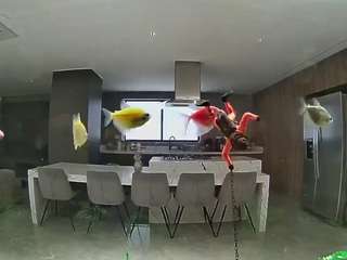 voyeurcam-casa-salsa-fishtank