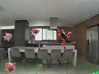 voyeurcam casa salsa fishtank